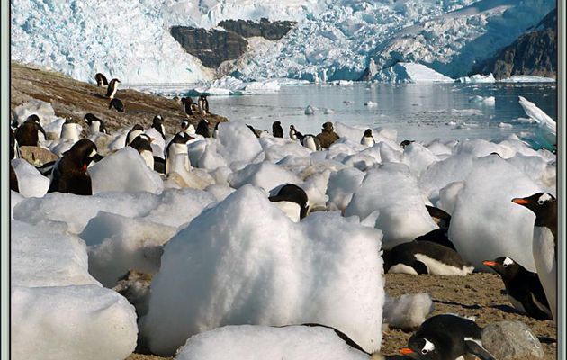 Les Manchots Papous de Neko Harbour - Paradise Bay - Péninsule Antarctique
