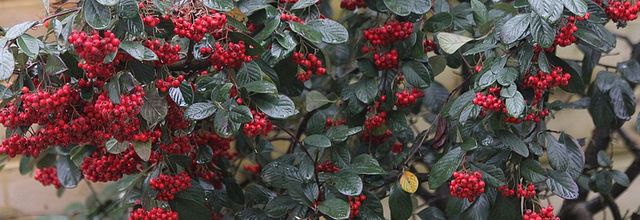 Le cotonéaster et les fauvettes à tête noire