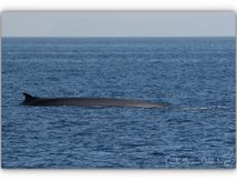 Rorqual commun