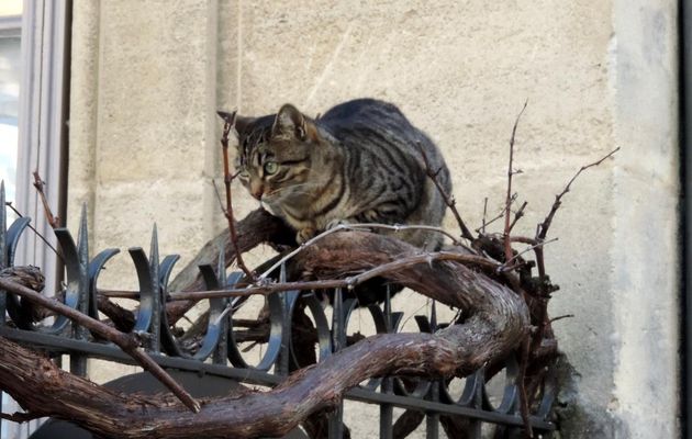rencontre avec des minous