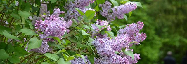 Parc du château de Rambouillet : Le lilas
