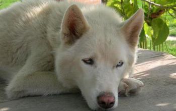 taïga
