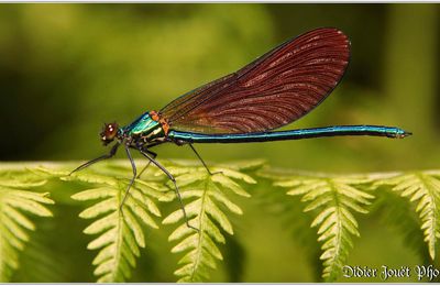 Caloptéryx Vierge (11) - Calopteryx virgo / Femelle