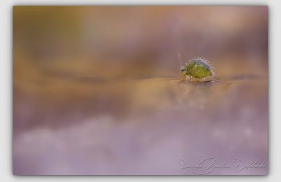 Dans l'univers de la micro-photographie