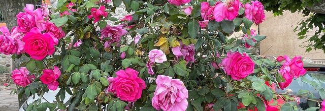 Les roses de Costa - Corse