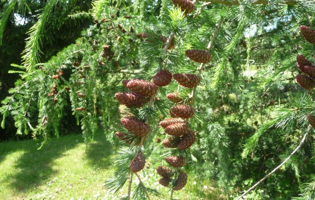 Le parc du Pâtis à Woippy.