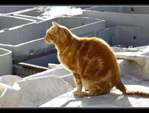 Chat Européen