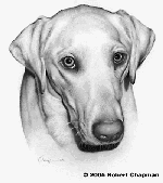 Le labrador Michèle de Saint Fuscien