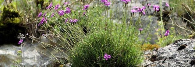 Dianthus pungens.... - Oeillet piquant