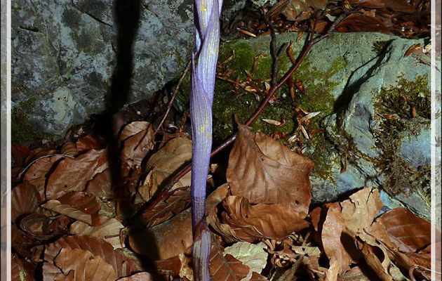 Orchidée Limodore à feuilles avortées avant floraison (Limodorum abortivum) - Boutx - 31