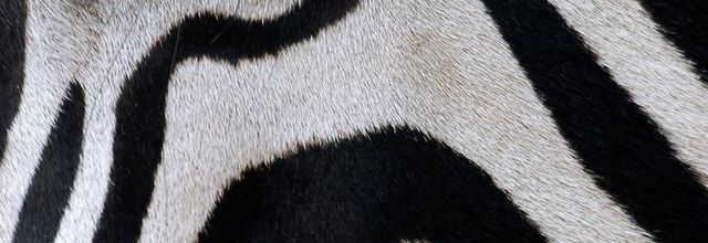 ZEBRE