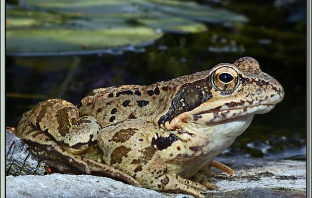 Grenouille rousse - Lartigau - Milhas - 31