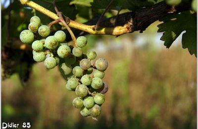 Vigne (1) - Raisin