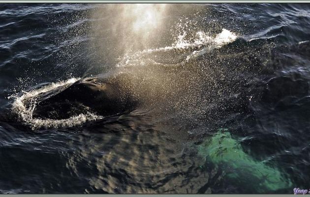 Pendant plus de deux heures nous allons observer une troupe de baleines à bosse, appelées aussi "jubartes" - Baie de Dallmann - Iles Melchior - Péninsule Antarctique