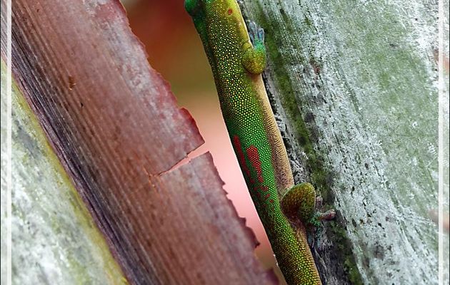 Gecko de jour poussière d'or, Gold Dust Day Gecko (Phelsuma laticauda) - Nosy Be - Madagascar