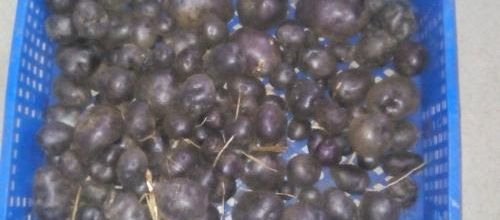 pomme de terre 2015
