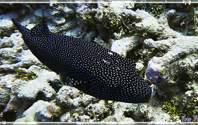 Tétrodon moucheté ou Poisson ballon pintade, Guineafowl puffer, White spotted puffer (Arothron meleagris) - Passe Tumakohua (passe sud) - Atoll de Fakarava - Tuamotu - Polynésie française
