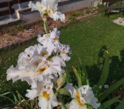 Les Iris de Marie