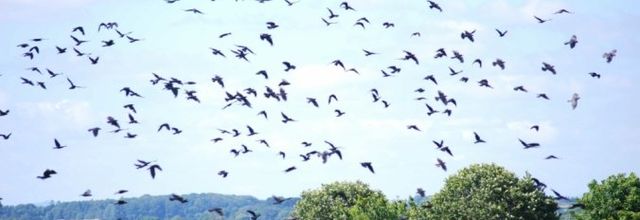  La justice met le holà aux abattages de choucas des tours