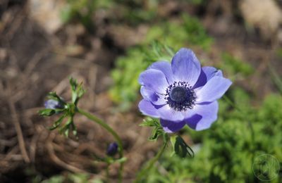 Gazette du jardin #6 (en vidéo !)