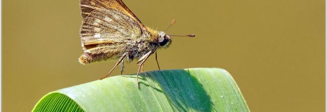 Sylvaine (1) - Ochiodes sylvanus