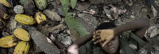 Une étude dévoile la face cachée du chocolat : entre déforestation, pollution et esclavagisme