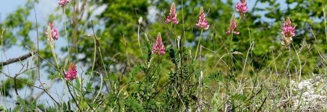 Onobrychis viciifolia - sainfoin - esparcette