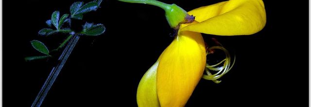 Genêt à Balais (2) - Cytisus scoparius