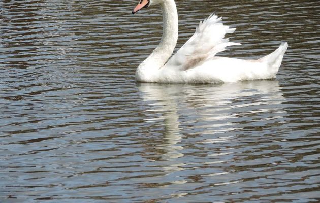 c'est un cygne !