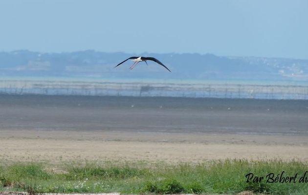 oiseaux en vol ! échasse