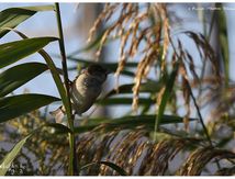 Moineau domestique - Passer domesticus - House Sparrow