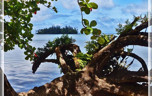 Dernier regard sur le lagon de Raiatea avant de partir pour Maupiti - Polynésie française