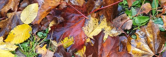 les couleurs de l'automne