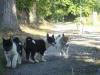 chiots
