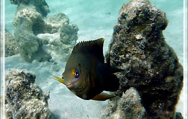 Prêt à m'attaquer : Grégoire noir ou Atoti, Dusky gregory or farmerfish (Stegastes nigricans) - Moorea - Polynésie française