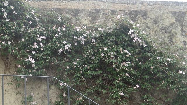 Des plantes grimpantes pour tous les emplois