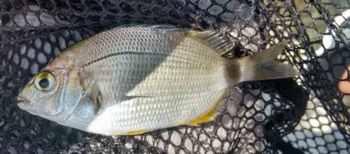 poissons de mer