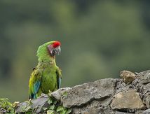 Ara militaire - Ara militaris - Military Macaw