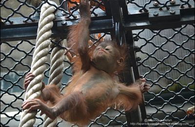 La Ménagerie, Zoo du Jardin des Plantes : Java, le petit Orang-Outan
