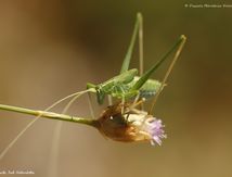 Phaneroptere liliace immature ♂ (Tylopsis lilifolia)