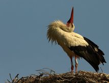 Cigogne blanche