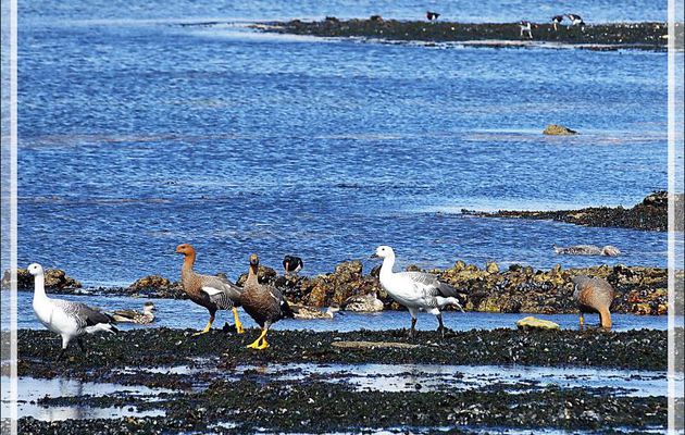 Les Ouettes de Magellan et les Huîtriers de Garnot, Magellanic Oystercatcher (Haematopus leucopodus) se partagent l'estran - Ship Harbour - New Island - Falkland (Malouines, Malvinas) - Gde-Bretagne