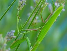 La Mante religieuse verte