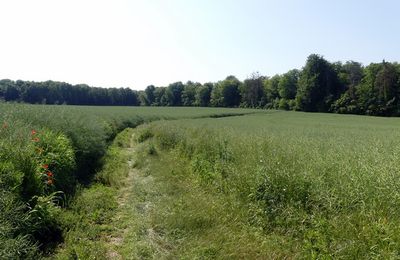 Circuit de Crouy-sur-Ourcq (2/3) : partie nord-est jusqu'à Coulombs-en-Valois