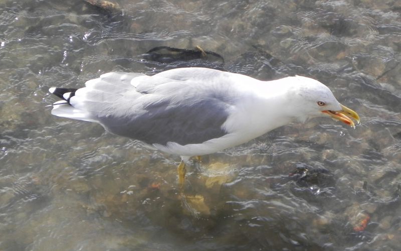 ma mouette du jour