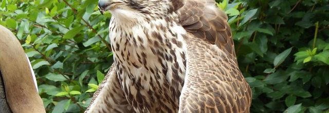 un rapace au Puy du Fou