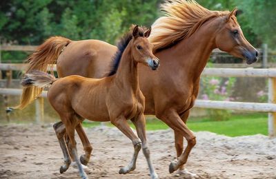 Mes chevaux m'ont aidée à surmonter mon cancer 