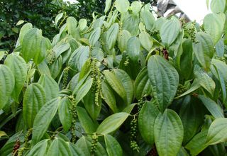 Quelles plantes se cachent derrière nos épices ?