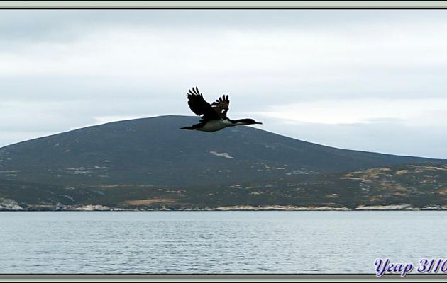 Le vol des Cormorans impériaux pris du balcon de notre cabine de l'Austral - Entre Saunders Island et Woolly Gut - Falkland Islands, Iles Malouines, Islas Malvinas