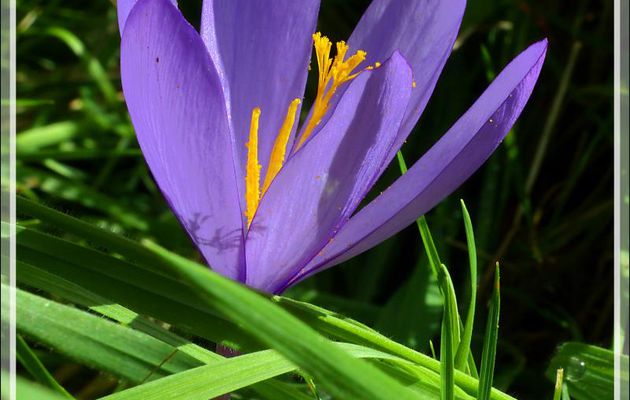 Beauté d'automne : le Crocus d'automne ou à fleurs nues (Crocus nudiflorus) - Lartigau - Milhas - 31